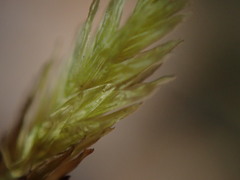 Racomitrium aciculare