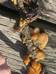 Aplousobranchia