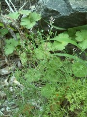 Fumaria muralis boraei