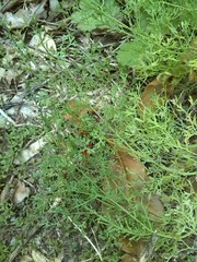 Fumaria muralis boraei