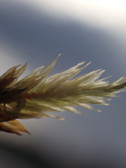 Racomitrium aciculare