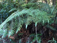 Gymnosphaera podophylla