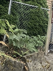 Pteridium aquilinum pubescens