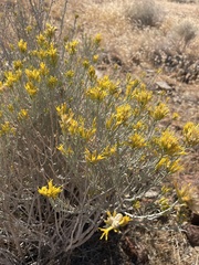 Gutierrezia sarothrae