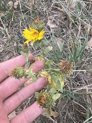 Grindelia squarrosa