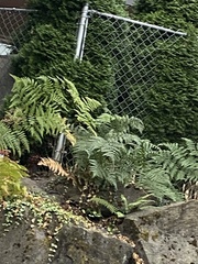 Pteridium aquilinum pubescens