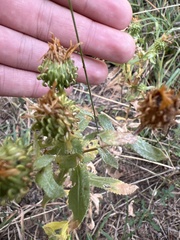 Grindelia squarrosa