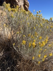 Gutierrezia sarothrae