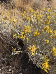 Gutierrezia sarothrae