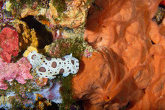 Spirastrella cunctatrix