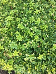 Pachysandra