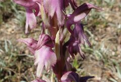 Anacamptis sancta