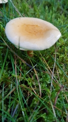 Hygrophoropsis