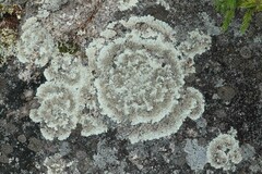 Arctoparmelia centrifuga