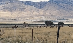 Cervus canadensis canadensis