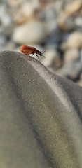 Anthocomus rufus