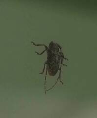 Prosoplus bankii