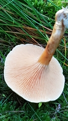 Hygrophoropsis