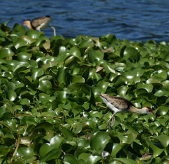 Irediparra gallinacea