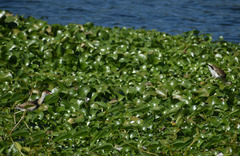 Irediparra gallinacea