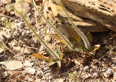 Pelargonium ochroleucum