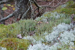 Cladonia maxima