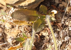 Pelargonium ochroleucum