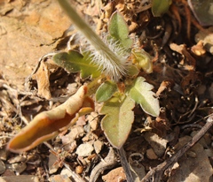 Pelargonium ochroleucum