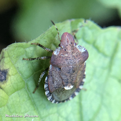 Dyroderes umbraculatus