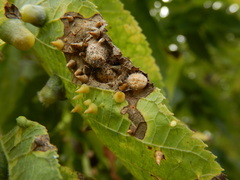 Celticecis spiniformis