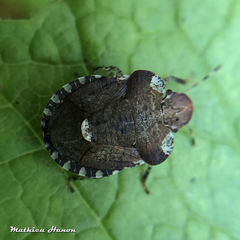 Dyroderes umbraculatus