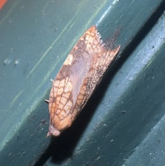 Acleris rhombana