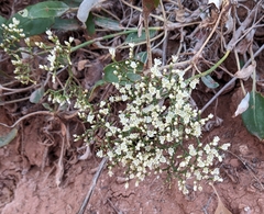 Eriogonum corymbosum