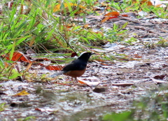 Copsychus stricklandii stricklandii