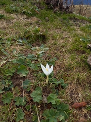 Crocus vallicola
