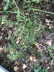 Aegopodium podagraria