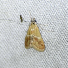 Noctueliopsis bububattalis