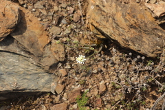 Pelargonium ochroleucum