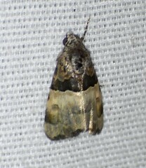 Cobubatha dividua