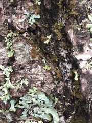 Melanelixia subaurifera