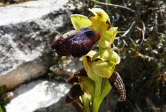 Ophrys fusca iricolor