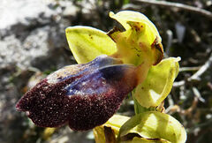Ophrys fusca iricolor