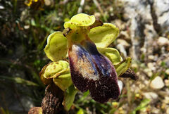 Ophrys fusca iricolor