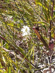 Spiranthes incurva