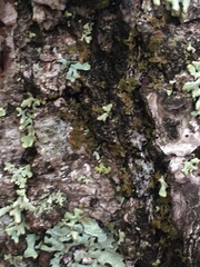 Melanelixia subaurifera