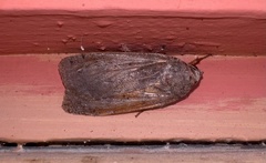 Noctuina