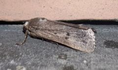 Amphipyra tragopoginis