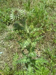 Cynara cardunculus cardunculus