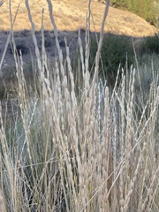 Leymus cinereus