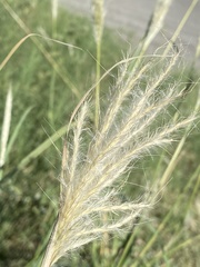 Bothriochloa longipaniculata